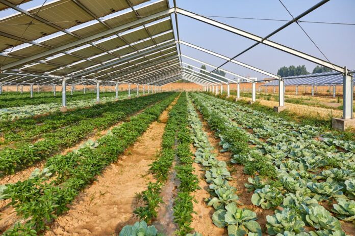 Agrivoltaica 2.0: El matrimonio solar de alta tecnología para cultivos Premium | Renovablemente.com